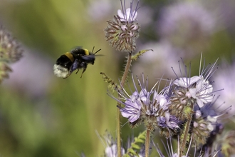 Buff-tailed bumblebee hovering near near scorpionweed flower